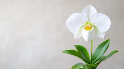 Obraz premium Elegant white orchid against textured background