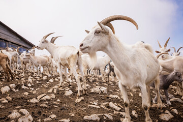many goats in nature on a summer day among a large herd of goats