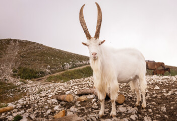 many goats in nature on a summer day among a large herd of goats