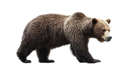 Obraz premium bear transparent background png