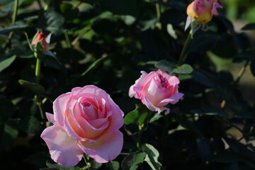 花の女王