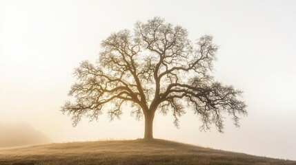 Misty Morning Landscape with Majestic Solitary Tree Silhouette