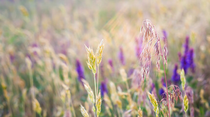 Landscape banner of flowering grass in spring. Pollen allergy, hay fever concept, allergen plants background. © Reddogs