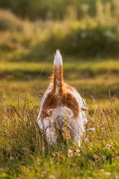 Tail and rear of a smelling funny jack russell terrier dog in the meadow grass. Dog anal gland concept.