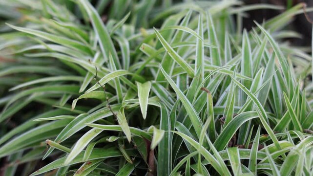 Pandanus pygmaeus Thouars or yellow pandan is an ornamental plant used for coastal borders and garden decoration.