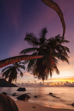 Beautiful tropical sunset on the beach with bending palm trees on Mahe Island in Seychelles