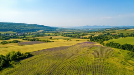 Fototapeta premium Scenic Aerial View of Lavender Fields with Green Rolling Hills Under Clear Blue Sky