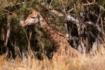 Walking poetry in the heart of Africa