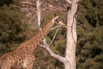 Giraffes: the guardians of the treetops