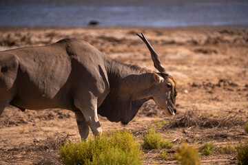 Fototapeta premium The Grace and Power of South Africa’s Eland