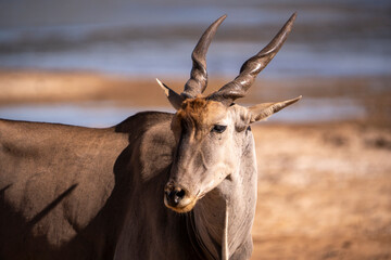 Eland: The King of Africa’s Grasslands