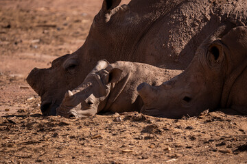Family rhino in Africa
