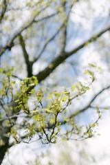 Bright green leaves flourish on tree branches against a clear blue sky in springtime nature