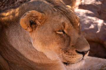 A silent stalker, the wild at her feet