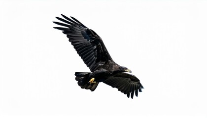 Obraz premium eagle in flight isolated on white background