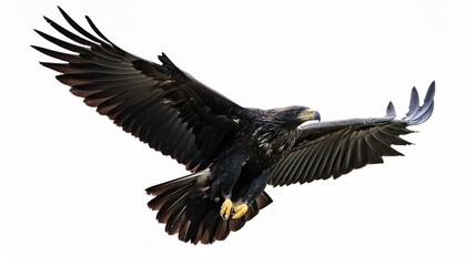 Obraz premium eagle in flight isolated on white background