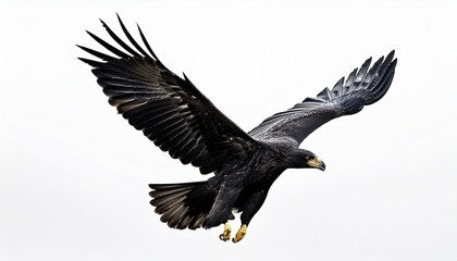Obraz premium eagle in flight isolated on white background