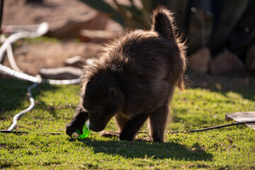 Baboons, living in harmony with the African landscape