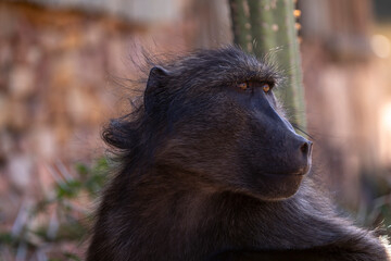 The curious eyes of baboons, always alert in their natural habitat