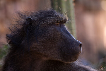 Baboons watching the world go by under the African sun