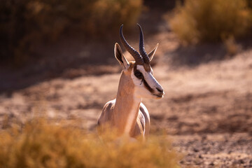 The heart of Africa’s wilderness, full of life and grace