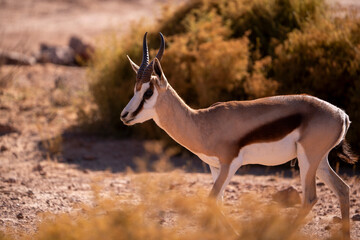 A swift beauty dancing through the savanna