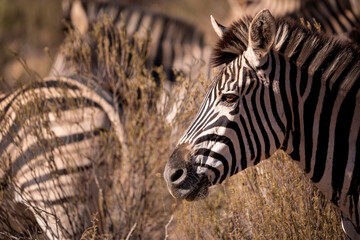 Zebras, living symbols of the African spirit