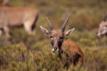 Silent wanderers, Eland antelopes, across Africa’s vast landscapes