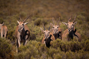 Majestic Eland antelopes, a symbol of resilience in the wild