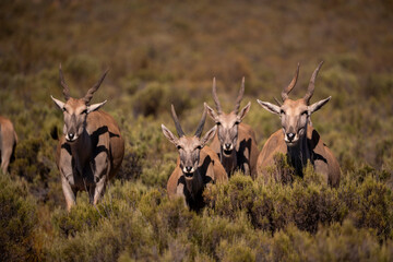 Eland antelopes, graceful and strong, blending with the savanna