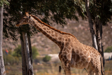 Graceful giant of the African savanna