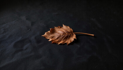 single dried leaf on black background showcasing natural texture and beauty