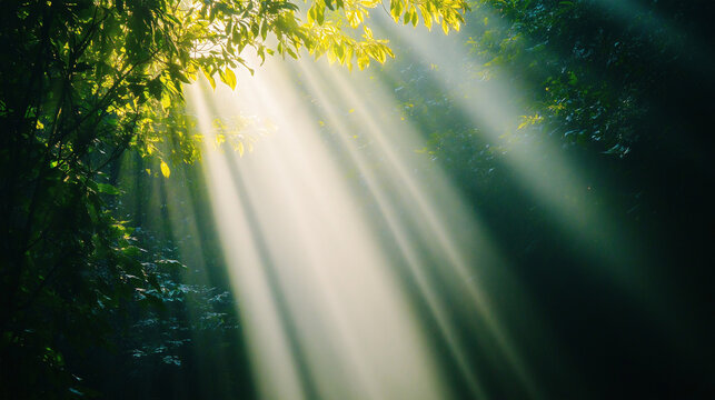 rays of light, sun rays through the forest, sunlight through the forest