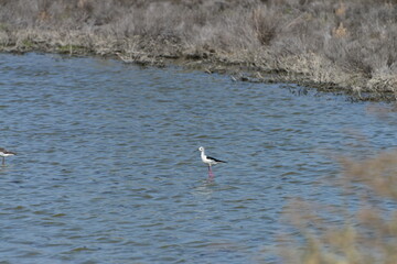 Black-winged Stilt (Himantopus himantopus) 