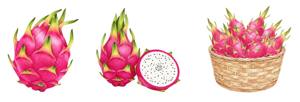 Vibrant dragonfruit illustrations with whole and sliced tropical fruits, watercolour style clipart collection