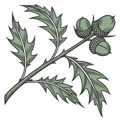 Naklejka premium serrated acha stalk