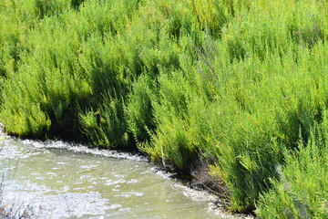 Green riverside vegetation growing along water edge in natural habitat