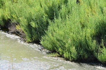 Green riverside vegetation growing along water edge in natural habitat