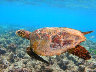 Sea turtle, Green turtle, Green turtle, species Chelonia mydas