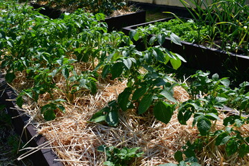 Young potato plants in wooden beds covered with straw. Amateur crop production. Growing potatoes in the dacha or in the countryside