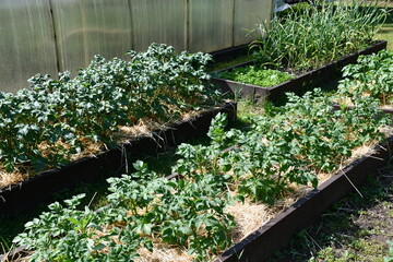 Young potato plants in wooden beds covered with straw. Amateur crop production. Growing potatoes in the dacha or in the countryside