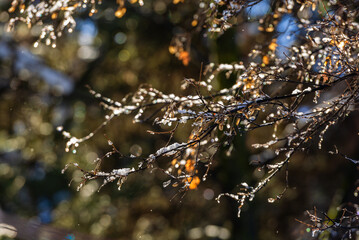 Amazing frozen branches against blue sky, Armenia	