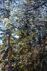 Amazing frozen branches against blue sky, Armenia	