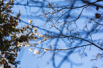 Amazing frozen branches against blue sky, Armenia	