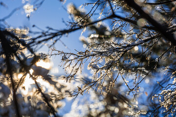 Amazing frozen branches against blue sky, Armenia	