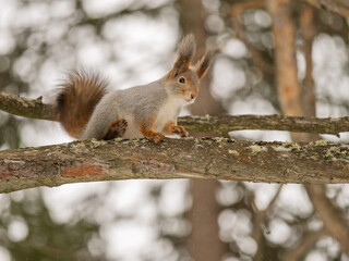 Fototapeta premium Squirrel sitting on a tree branch in a winter forest and looking at the camera