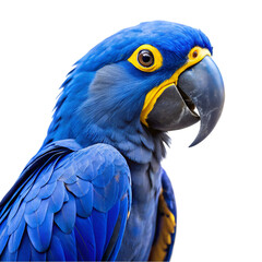 Fototapeta premium Blue and yellow hyacinth macaw parrot isolated on transparent background