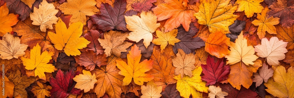 Poster fallen maple leaves in various shades of red, orange, and yellow create a stunning tapestry of autum
