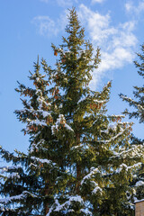 Beautiful winter scene with fir trees, Armenia