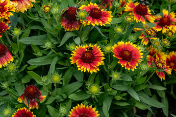 A bumblebee is feeding on the nectar of a flower